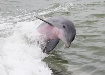 Are orcas in dreams a good sign? Uncover the positive and negative meanings today.