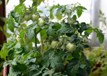 Why should you plant dream beans seeds? Explore the unique benefits they offer for gardeners.