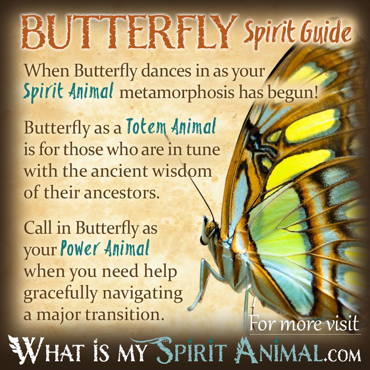 How do you connect with your butterfly totem animal spirit? Simple practices to embrace its energy of transformation.