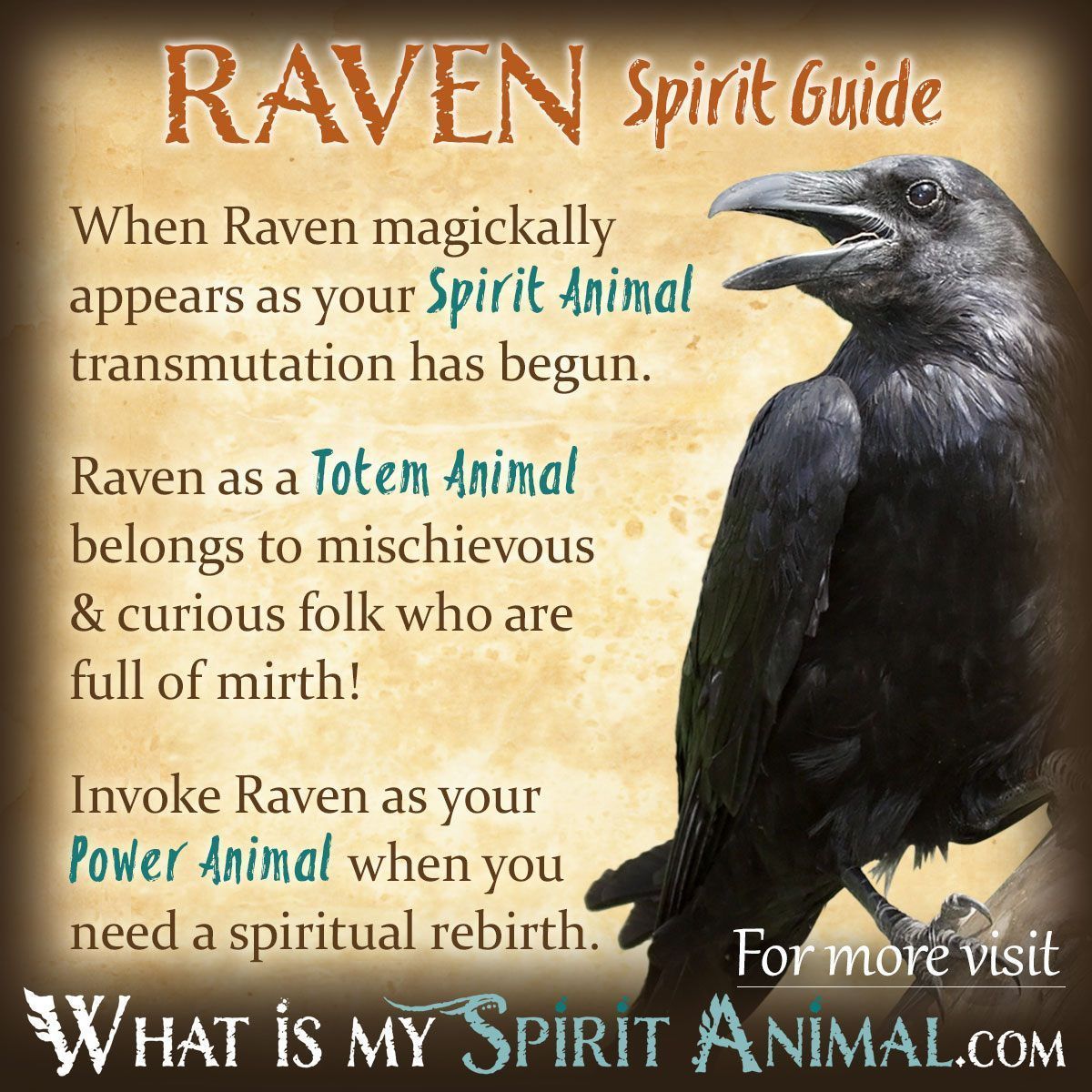 Feeling drawn to raven animal medicines power? Find out how to embrace its guidance for real personal change.