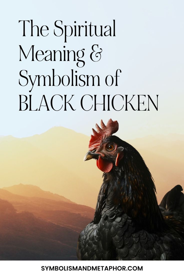 The Spiritual Meaning of Chicken: Exploring Omens and Symbolism