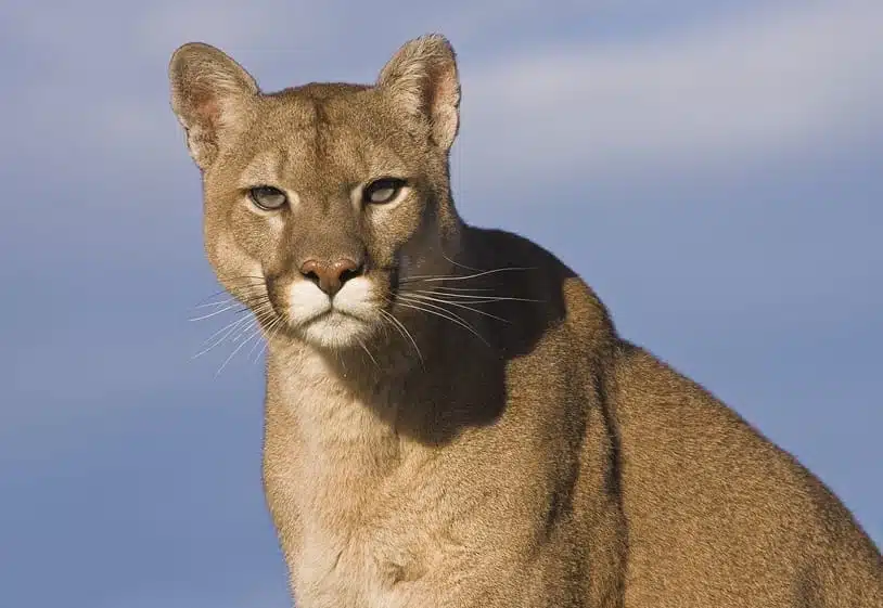 Discover the mountain lion power animal meaning for you now!