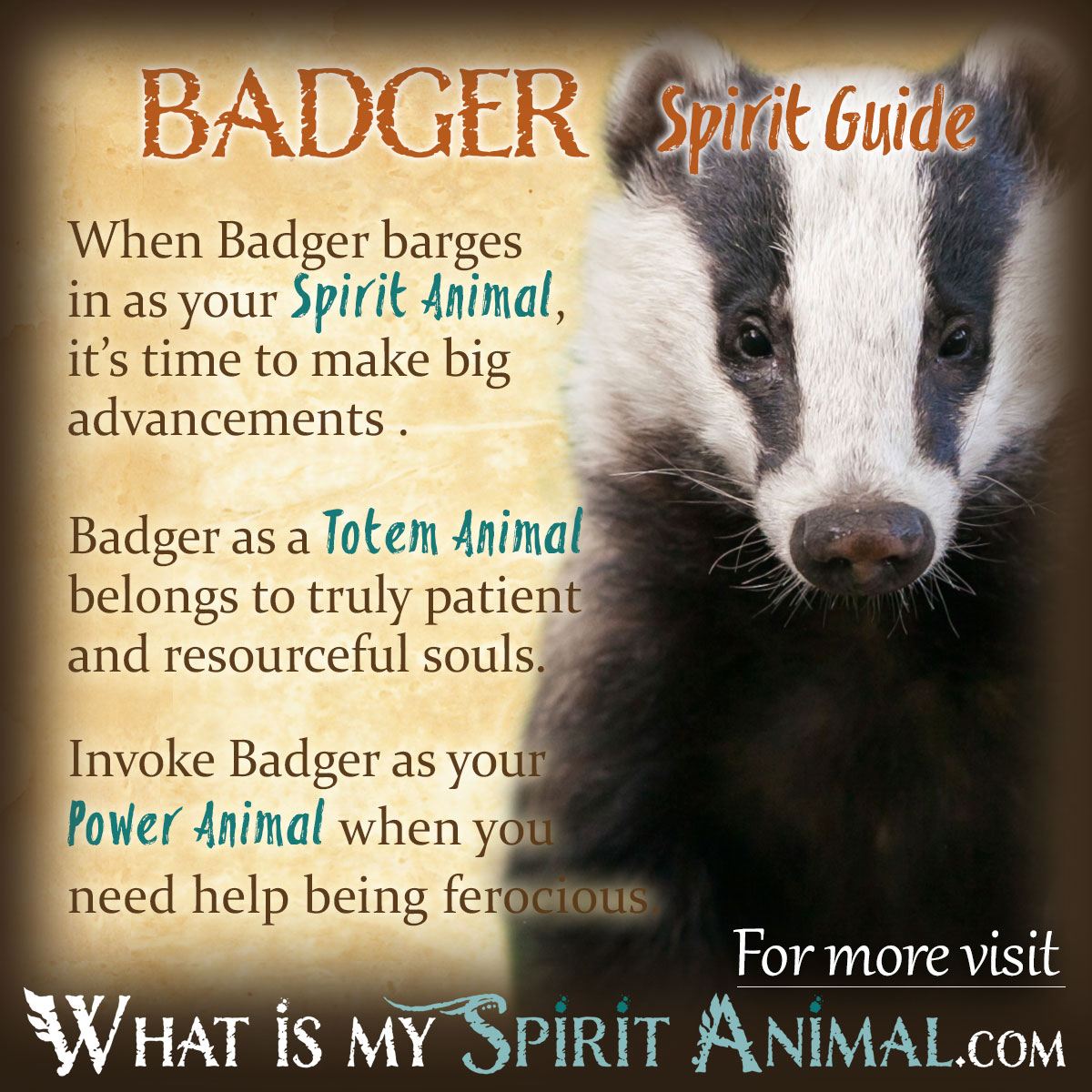 How can the spirit badger guide help you? Unlock the strength and tenacity this animal represents today.
