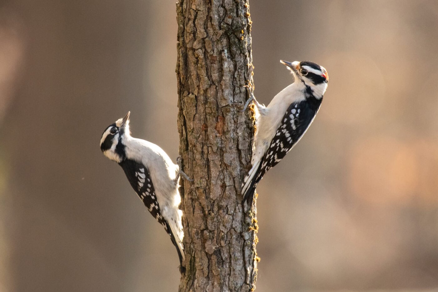 Woodpecker power animal: Discover its hidden meanings now!