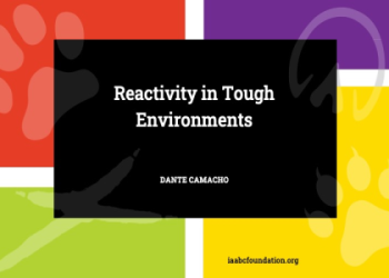 Decode Your Dream of Dog Dying: Expert Analysis Here!