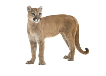 Discover the mountain lion power animal meaning for you now!